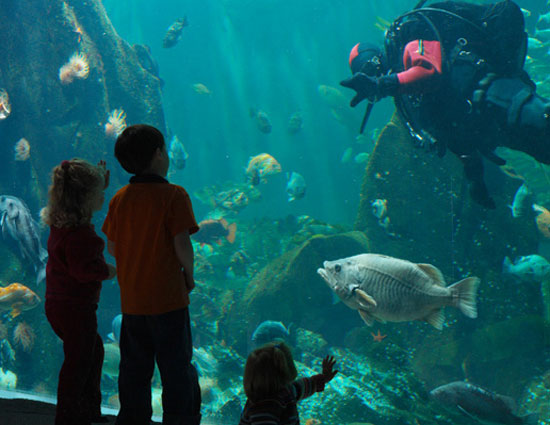 holidays,aquariums worth a night out with sharks,vancouver aquarium vancouver,maui ocean center wailuku,two oceans aquarium cape town,newport aquarium newport,monterey bay aquarium monterey bay