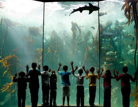 holidays,aquariums worth a night out with sharks,vancouver aquarium vancouver,maui ocean center wailuku,two oceans aquarium cape town,newport aquarium newport,monterey bay aquarium monterey bay