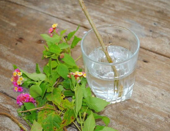 5 Plants That Can Be Grown From Cutting