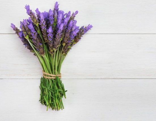 household,5 plants that can be grown from cutting,herbs,flowers,plants,gardening tips,home garden tips,lavender,rosemary,rose,thyme,comfrey