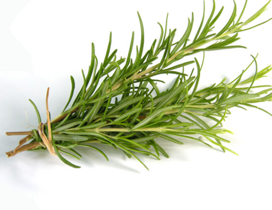 household,5 plants that can be grown from cutting,herbs,flowers,plants,gardening tips,home garden tips,lavender,rosemary,rose,thyme,comfrey