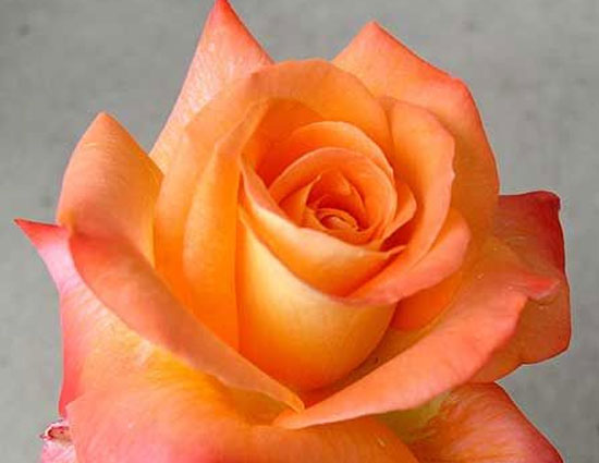 household,5 plants that can be grown from cutting,herbs,flowers,plants,gardening tips,home garden tips,lavender,rosemary,rose,thyme,comfrey