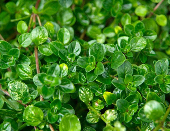 household,5 plants that can be grown from cutting,herbs,flowers,plants,gardening tips,home garden tips,lavender,rosemary,rose,thyme,comfrey