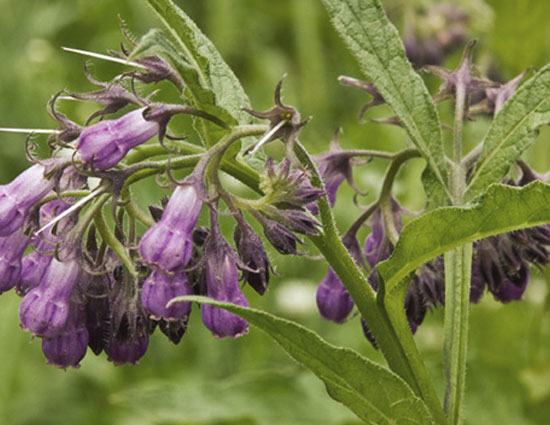 household,5 plants that can be grown from cutting,herbs,flowers,plants,gardening tips,home garden tips,lavender,rosemary,rose,thyme,comfrey