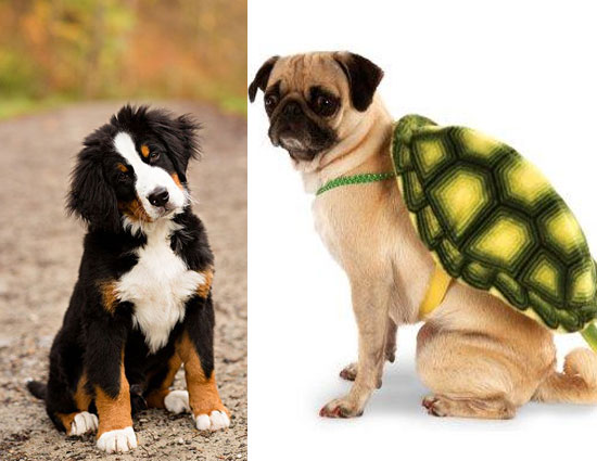 because he is not a dog,rather a child,why loosing a dog is very painful,dogs grief,loosing a pet,pain,mates a me,relation with dog