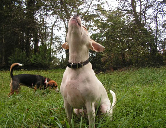 even dogs can sense future,dogs,future perdition,future predictions,dogs senses,astrology. dogs fact