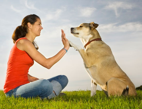 even dogs can sense future,dogs,future perdition,future predictions,dogs senses,astrology. dogs fact
