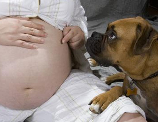 even dogs can sense future,dogs,future perdition,future predictions,dogs senses,astrology. dogs fact