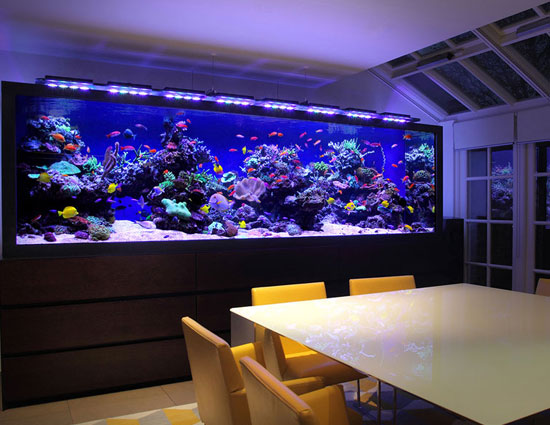 Myths about keeping an aquarium