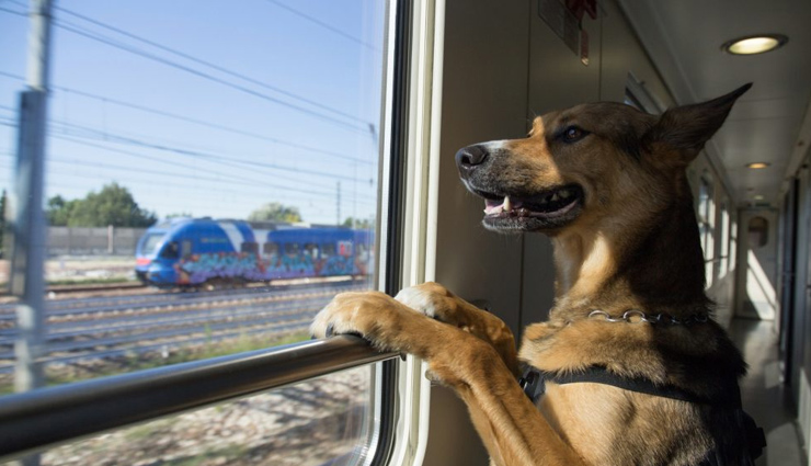 traveling,pets,traveling pets,flight,aeroplane,train,car,vaccination,travel news in hindi