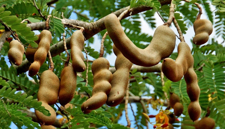 tamarind,medicine,tamarind medicinal value,imli ki chutney,cough,digestion,antioxidant,loose motion,constipation,health article in hindi