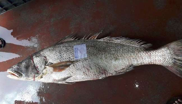  22 किलो की इस मछली के दाम जान उड़ जाएंगे आपके होश, यूं ही नहीं कहलाती समुद्र का स्‍वर्ण