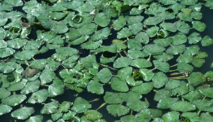water chestnut,singhara,water chestnut benefits,water chestnut medicinal value,health news in hindi
