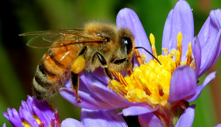 honey,hive,honey bee,ayurvedic medicine,digestion,fever,tuberculosis,health news in hindi