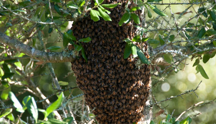 honey,hive,honey bee,ayurvedic medicine,digestion,fever,tuberculosis,health news in hindi