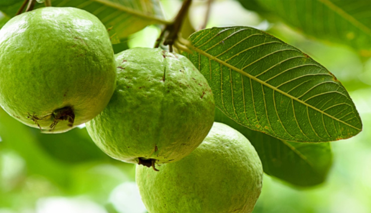 guava,guava leaves,guava tree,constipation,toothache,headache,health news in hindi
