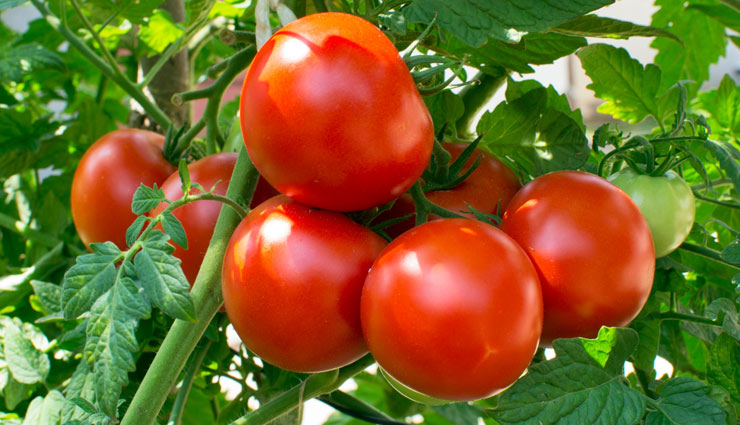 ajinomoto,msg,mono sodium glumate,tomato,paneer,mushroom,fast food,frozen food,chest pain,headache,sleep,cancer,brain,vein,health article in hindi