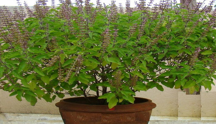 सर्दी-जुकाम से हैरान-परेशान! घरेलू उपचार में हल्दी-तुलसी सहित ये चीजें ऐसे बनेगी मददगार
home tips,treatment of common cold,common cold,influnza,nose,throat,symptoms,health news in hindi