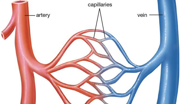 ajinomoto,msg,mono sodium glumate,tomato,paneer,mushroom,fast food,frozen food,chest pain,headache,sleep,cancer,brain,vein,health article in hindi