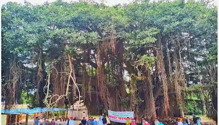 महाराष्ट्र / 400 साल पुराने पेड़ के लिए नितिन गडकरी ने बदला हाईवे का नक्शा