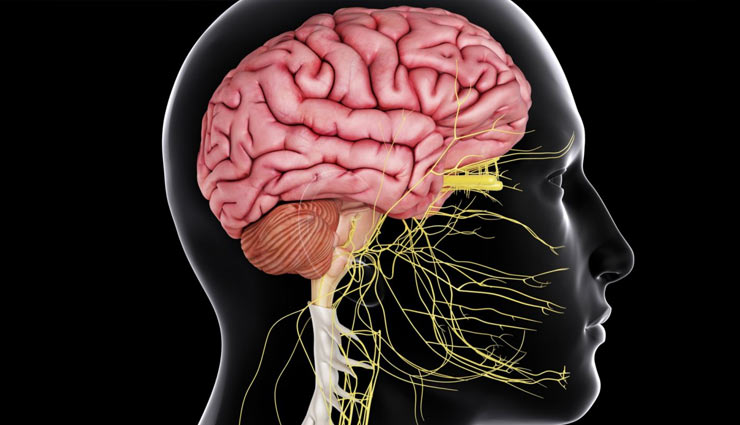 chia seeds,chia beej,chia beej superfood,nervous system,heart,cholesterol,weight,swelling,health article in hindi