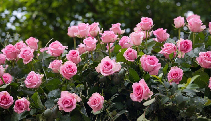 punjab,tourist places,punjab tourist places,sikh religion,khalsa,lassi,amritsar,jalandhar,ludhiana,tourism article in hindi