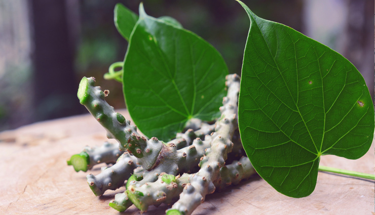 गिलोय : हर अंग के लिए वरदान बन रोगों से करे ‘जंग’, यहां जानें प्रयोग का सही तरीका
