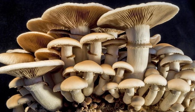 thyroid problem,thyroid,women thyroid,thyroid health,thyroid food,sea food,health article in hindi