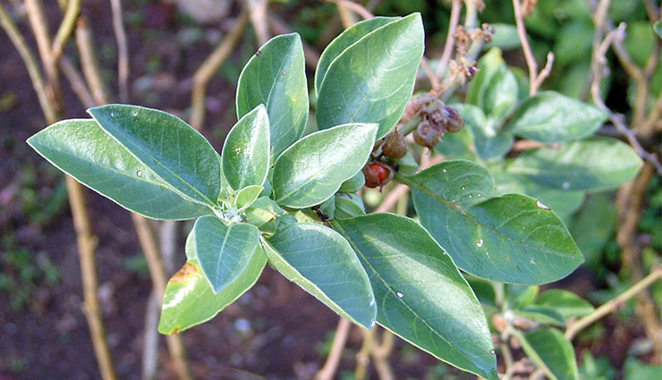 ayurveda,ayurvedic jadi buti,energy,stamina,metabolism,cells repairing,good sleep,health news in hindi