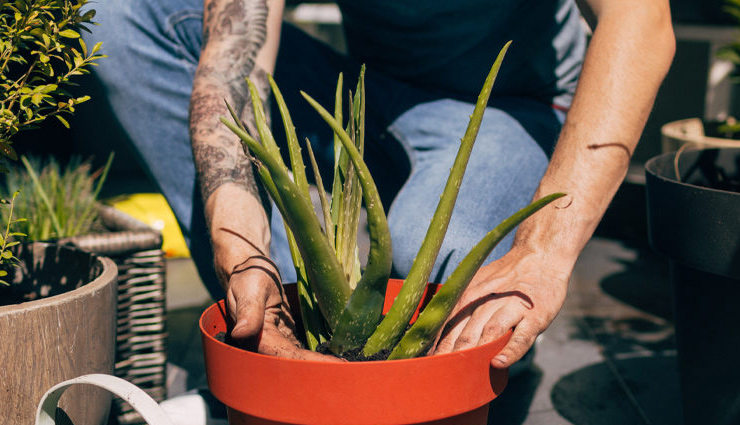 aloe vera,skin,aloe vera skin,aloe vera gel,aloe vera mask,beautiful skin,acne,beauty news in hindi