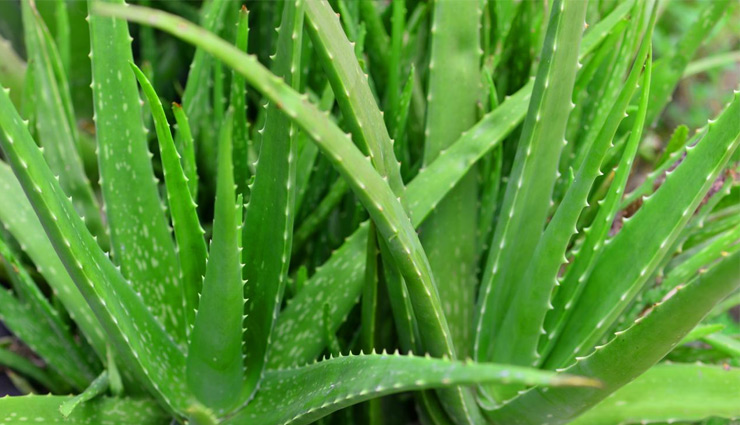 देखना है अपनों और जमाने को तो न करें ड्राई आंखों की अनदेखी, ध्यान दें इन टिप्स पर
dry eyes,dry eyes problem,hot water,screen time,coconut oil,supplements,aloe vera jel,rose water. health news in hindi