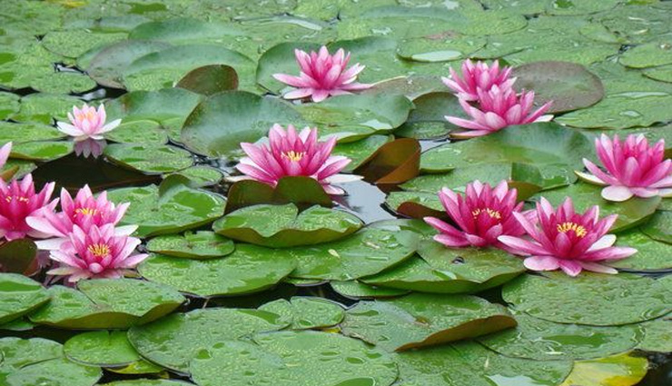 खुशबूदार-सुंदर कमल के फूल में घुले हैं दवा के गुण, डिप्रेशन-टेंशन करे खत्म, ऐसे करें इस्तेमाल 