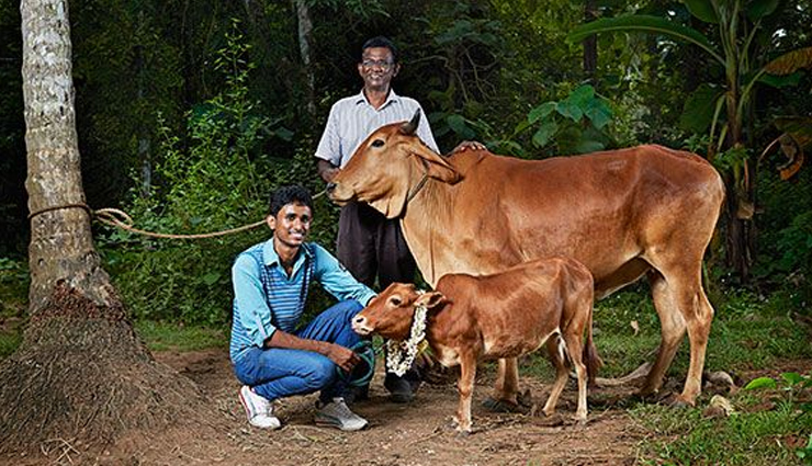 meet the world record holder cow from india