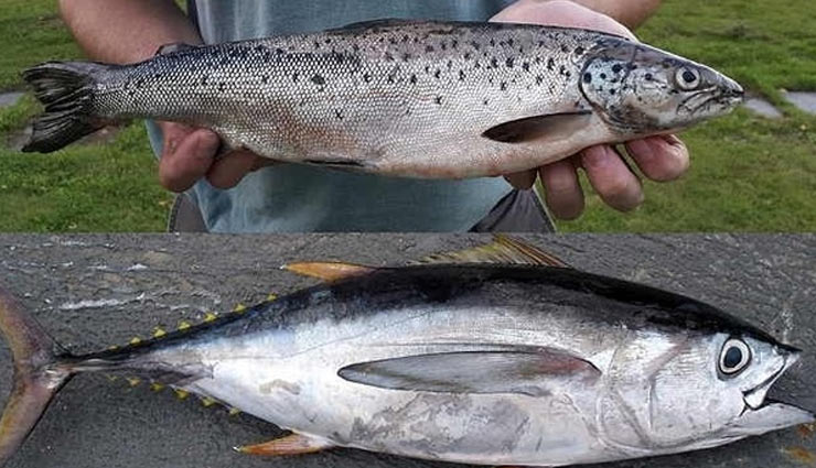 protein foods,weight loss,protein weight,exercise,ramdana,rajgira,chia seeds,almond,walnut,green vegetables,fish,Beans,health article in hindi