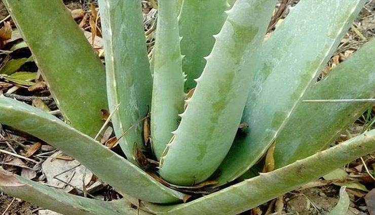 दाद, खाज, खुजली की समस्या से हैं परेशान! ये घरेलू उपचार आपकी ऐसे करेंगे सहायता ringworm,eczema,itch,home tips itch,coconut oil,garlic,turmeric,aloe vera,apple vinegar,bitter gourd,sunflower seed,tea tree oil,health article in hindi