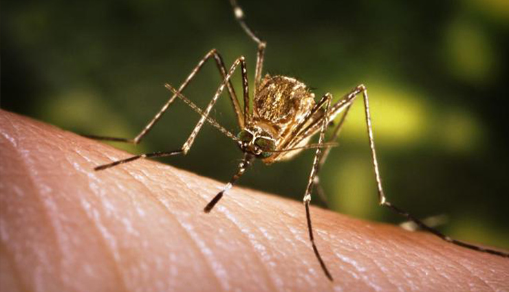 encephalitis,japani fever,brain,encephalitis symptoms,encephalitis precautions,flavivirus,rice field,health article in hindi