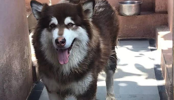 8 करोड़ की कुतिया गुम, ढूंढनेवाले को मिलेंगे इतने लाख रुपये 