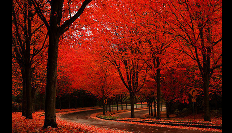 travel,5 most beautiful as well as unique tree in the world,amazing tree around the world,unique tree around the world,beautiful tree