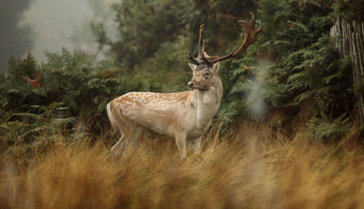 wildlife sanctuaries,wildlife sanctuaries to visit in india,places to visit in india,india