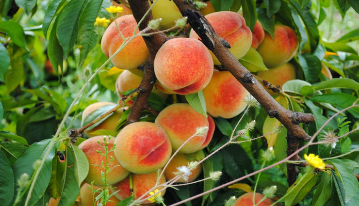 Healthy living benefits of peaches 49486 नियमित रूप से आडू का सेवन बनाता है हड्डियों को मजबूत, जाने और फायदे - lifeberrys.com हिंदी