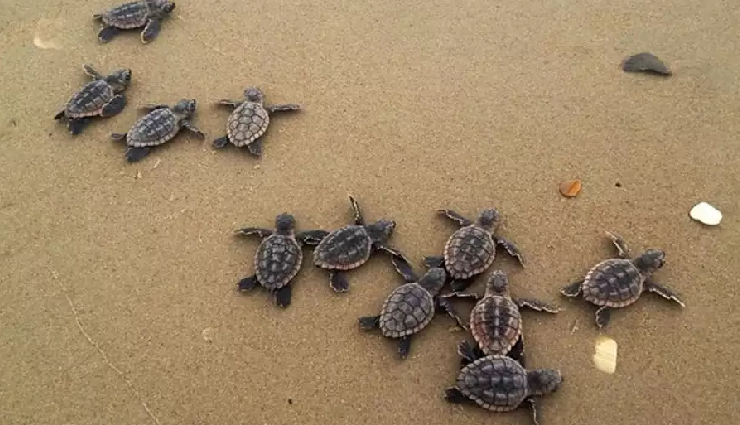 andaman beaches,best beaches in andaman,andaman island beaches,pristine beaches in andaman,andaman beach destinations,scenic beaches in andaman,andaman top beaches,andaman finest beaches,andaman beach getaways,beach hopping in andaman,andaman beach vacations,andaman beach tours,must-visit beaches in andaman,andaman beach experiences,andaman beach holidays