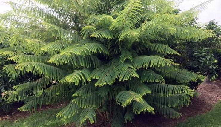 these plants brings growth in house,money plant,liliy plant,bamboo tree,lotus,aamla,chinese flower,shwetark plant,jyotish