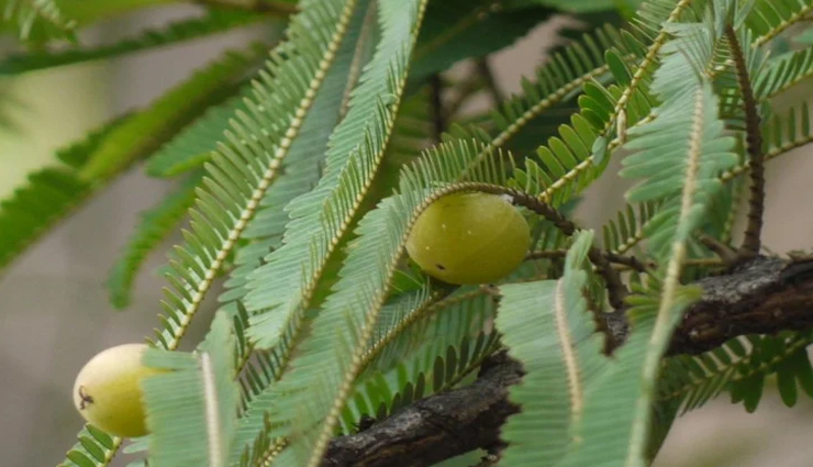 vastu tips,vastu tips in hindi,plants bring happiness,prosperity at home,positivity in life