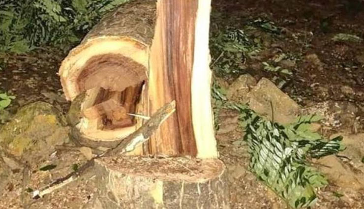 aarey forest,aarey dispute,mumbai metro,supreme court,tree cutting in mumbai,mumbai tree cutting protest,aarey colony,news,news in hindi