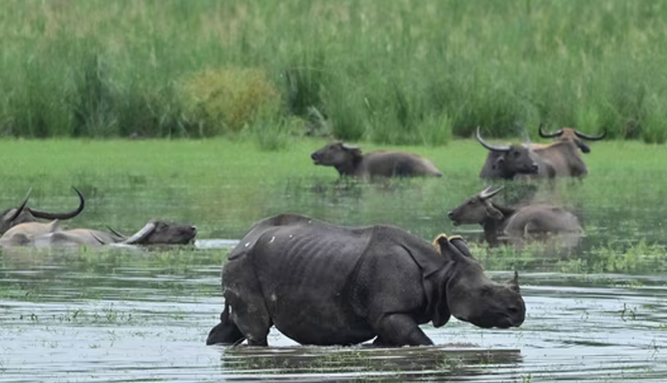 असम बाढ़: काजीरंगा राष्ट्रीय उद्यान और टाइगर रिजर्व के 61 वन शिविर प्रभावित
