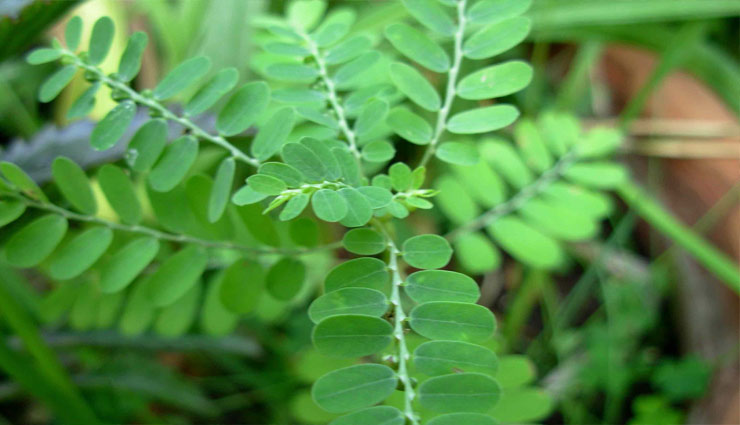 सेहत के लिए किसी वरदान से कम नही है यह पोधा, गम्भीर से गम्भीर परेशानियों को रखता है दूर health benefits of bhumi amla,Health tips,bhumi amla health tips,Health