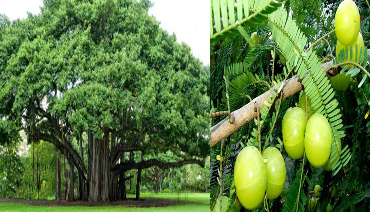 astrology tips,worship tress,tress,neem,pipal,bargad,aawnala,banana