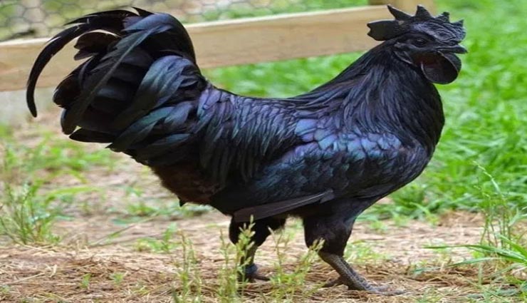 इस मुर्गे की कीमत में आप खरीद सकते है एक कार, जानकर छूटने लगेंगे पसीने