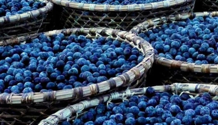 Acai Berry Benefits, Nutrition Facts, How To Use, And Side Effects