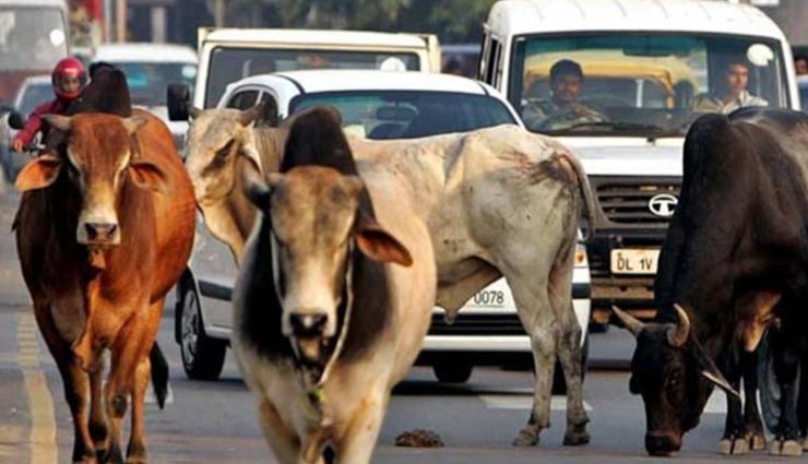 सीकर : आवारा पशु के कारण फिर हुआ एक और हादसा, ट्रक और स्कूटी से टकराई रोडवेज बस, 10 घायल